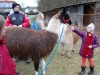 lama_03_13_055