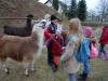 lama_03_13_057