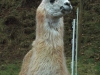 lamanokia_03_13_010