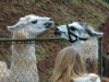 lamanokia_03_13_013