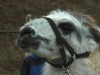 lamanokia_03_13_050