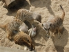 wildpark_010