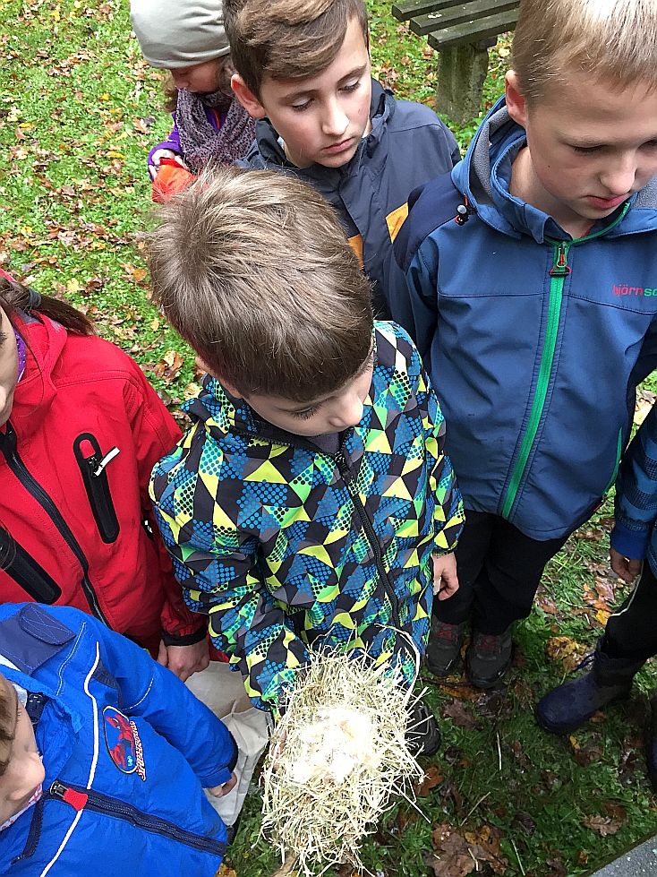 1010_waldtage_2017_07