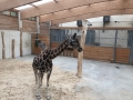 opelzoo1210_004