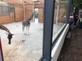 opelzoo1210_006