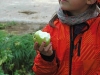 apfelernte_052