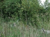 apfelernte_086