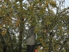 apfelernte_099
