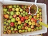 apfelsaft_057
