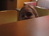 OFP_kochen_2014_34