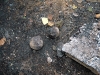 kartoffelfeuer_020