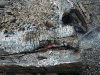 kartoffelfeuer_040
