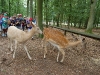 wildpark019