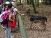 wildpark022