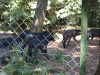 wildpark056