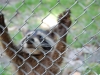 wildpark086
