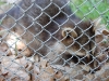 wildpark087