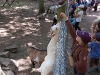 wildpark099