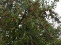 apfelernte_34