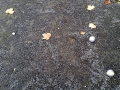 HFP_2014_bouleS5_10