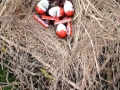 2703_osternest_023