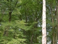 bad_kissingen_2015 491