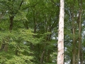 bad_kissingen_2015 492