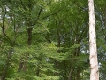 bad_kissingen_2015 494