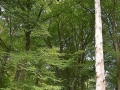 bad_kissingen_2015 497